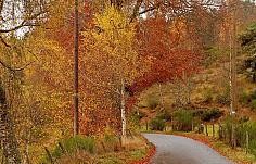 automne-petite-route-aubrac.jpg