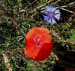 coquelicot-et-bleuet.jpg