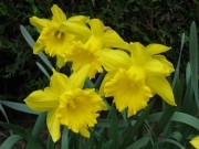 jonquilles-1.jpg