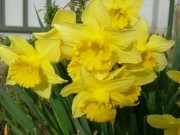 jonquilles-2.jpg