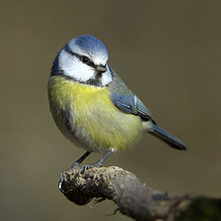 mésange bleue