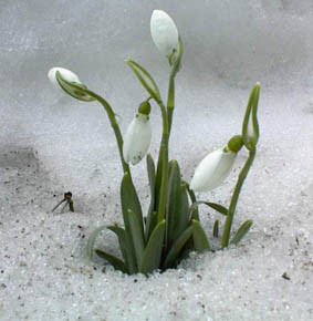 perce-neige.jpg