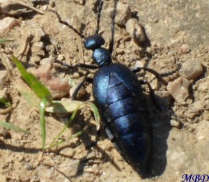 insecte bleu-nuit