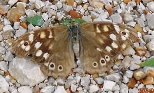 papillon caméléon