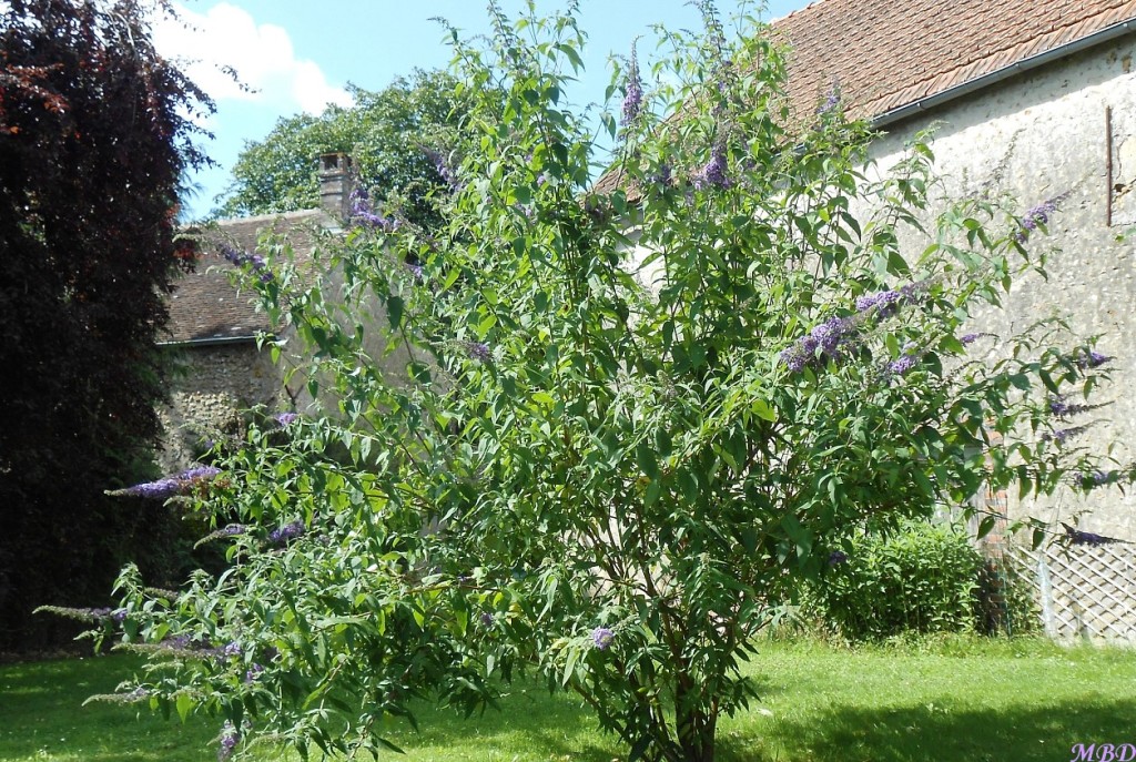 l'arbre à papillons