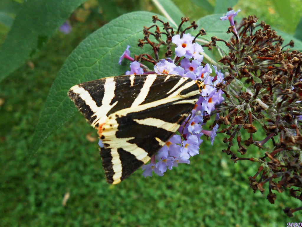 l'écaille chinée